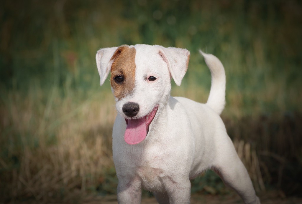 Nunca Sem Quereis - Chiots disponibles - Parson Russell Terrier