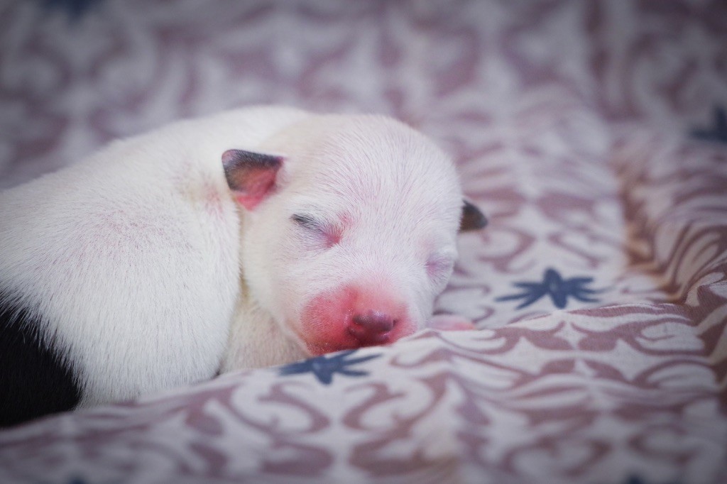 Nunca Sem Quereis - Chiots disponibles - Parson Russell Terrier