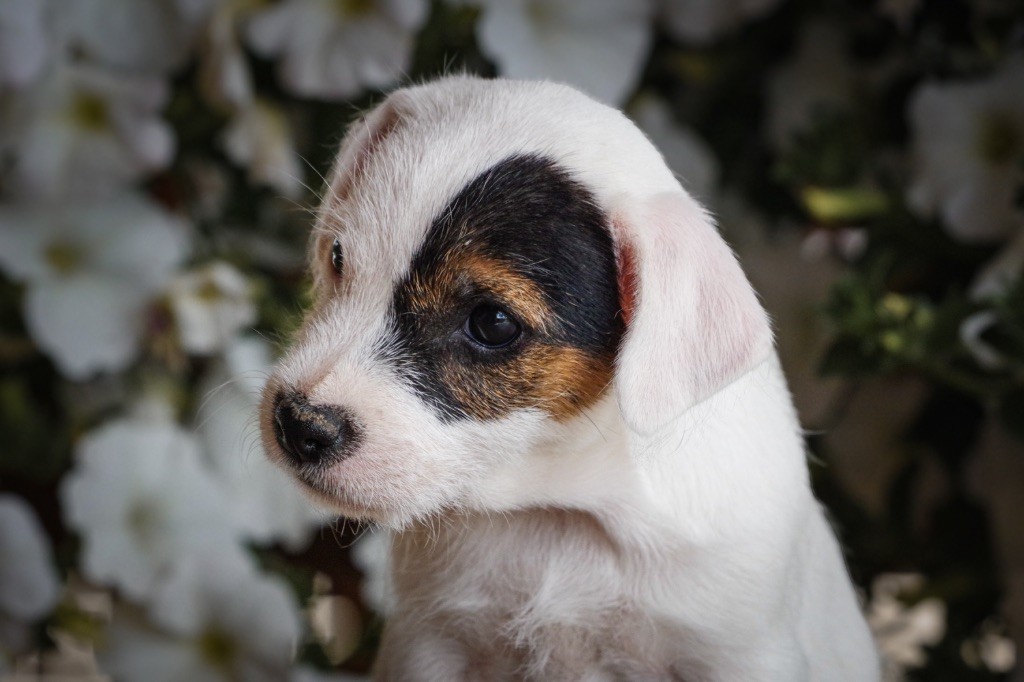 Nunca Sem Quereis - Chiots disponibles - Parson Russell Terrier
