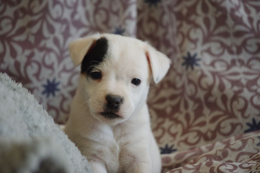 CHIOT