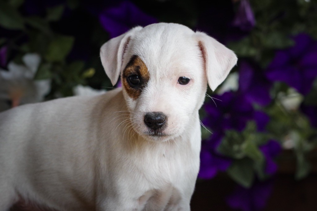Nunca Sem Quereis - Chiots disponibles - Parson Russell Terrier