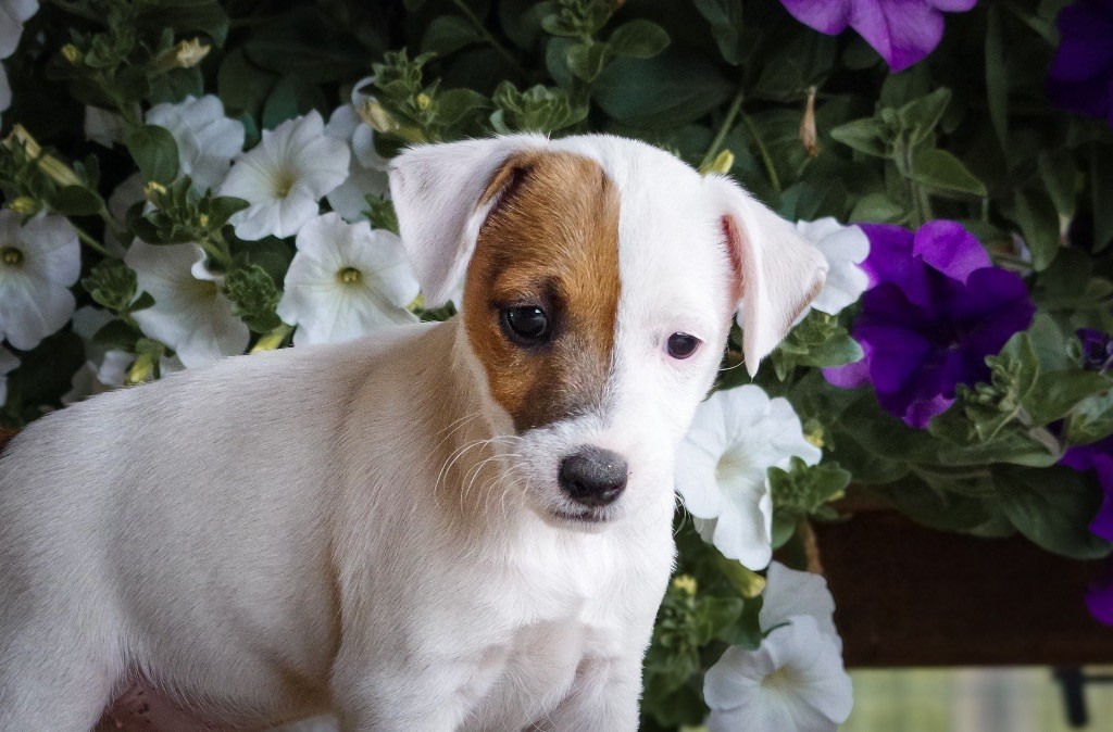 Nunca Sem Quereis - Chiots disponibles - Parson Russell Terrier